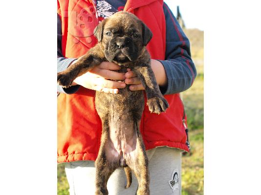 boxer